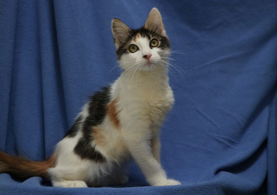 Calice - Chat Européen à adopter