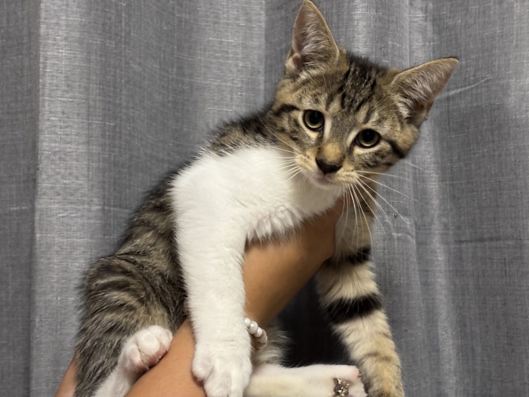 Sanka - Chat Européen à adopter
