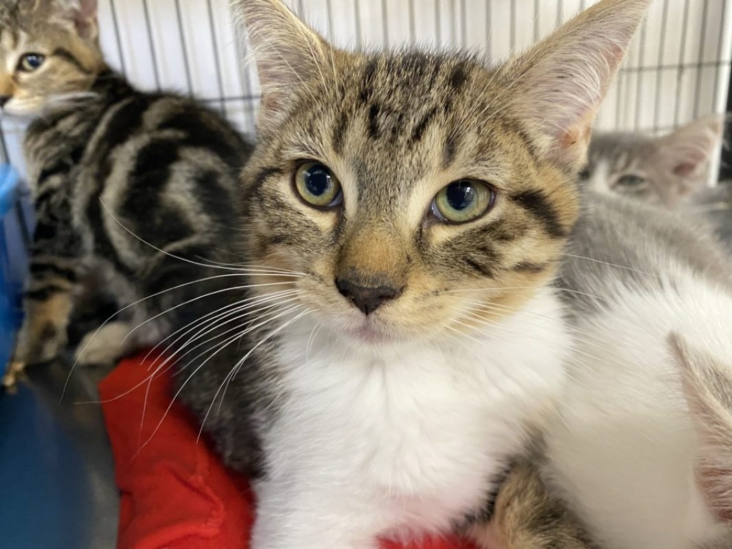 Sanka - Chat Européen à adopter - photo 2