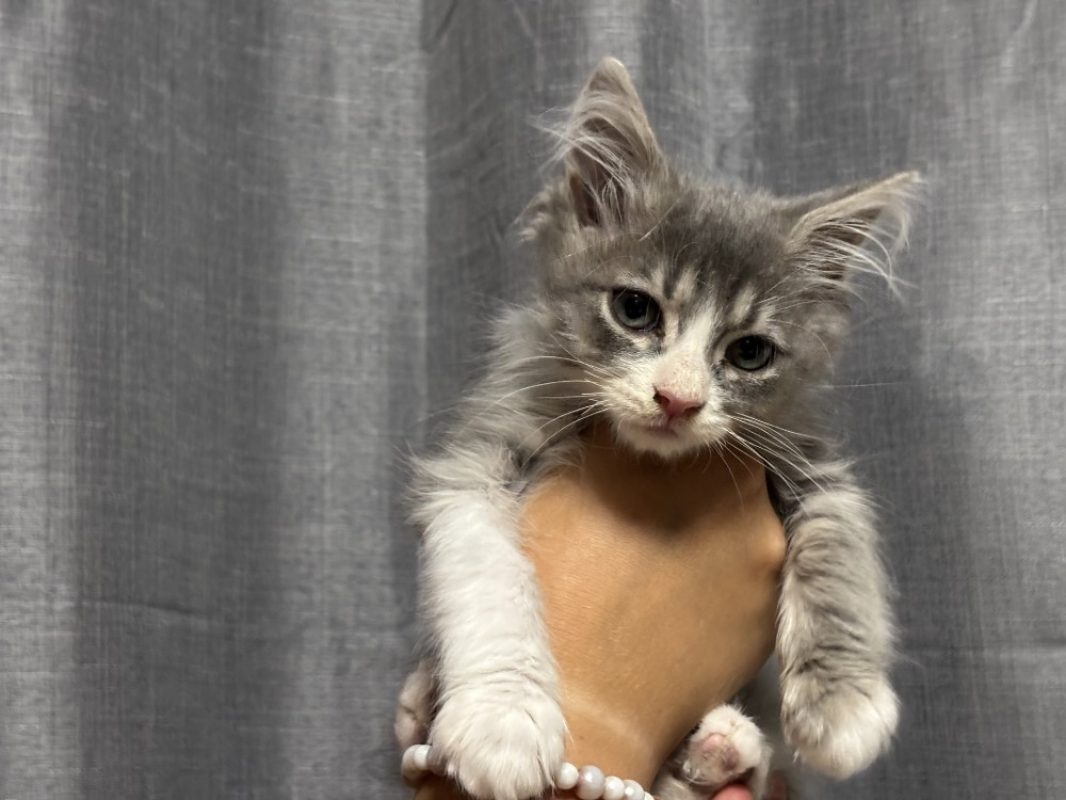 Zuma - Chat Européen à adopter