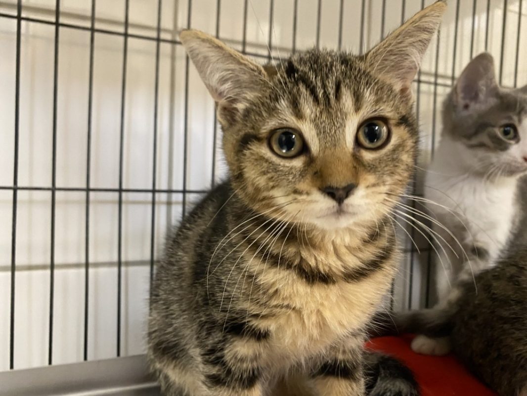 Sierra - Chat Européen à adopter