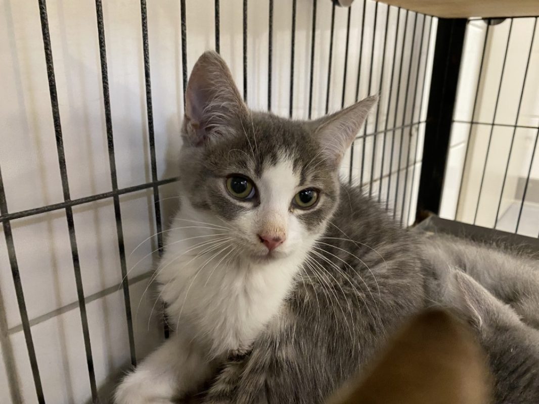 Ezra - Chat Européen à adopter