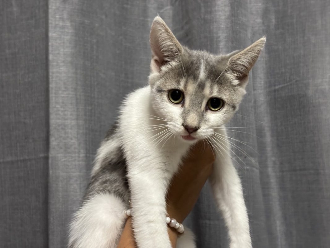 Laya - Chat Européen à adopter