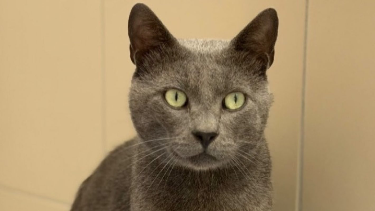 Persé - Chat Européen à adopter