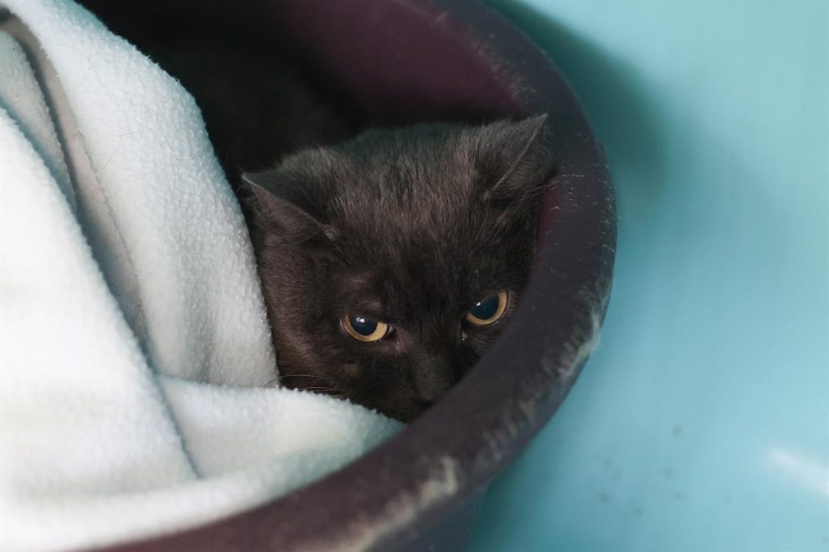 Toulouse - Chat Européen à adopter