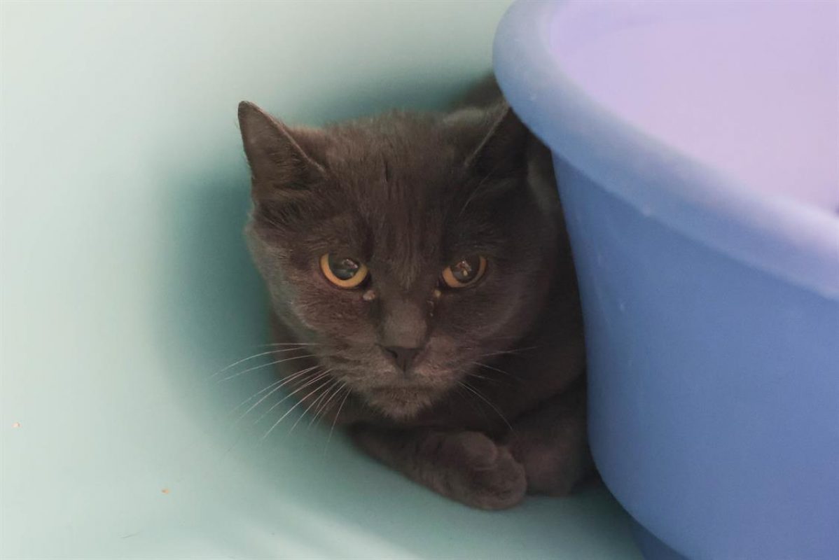 Toulouse - Chat Européen à adopter - photo 2