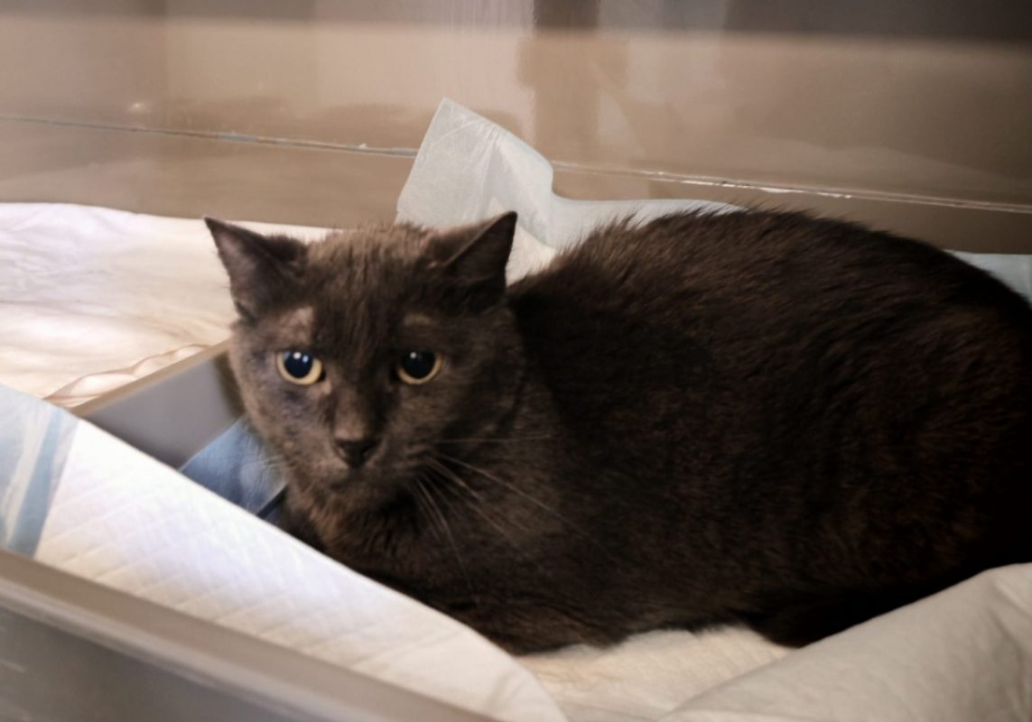 Toulouse - Chat Européen à adopter