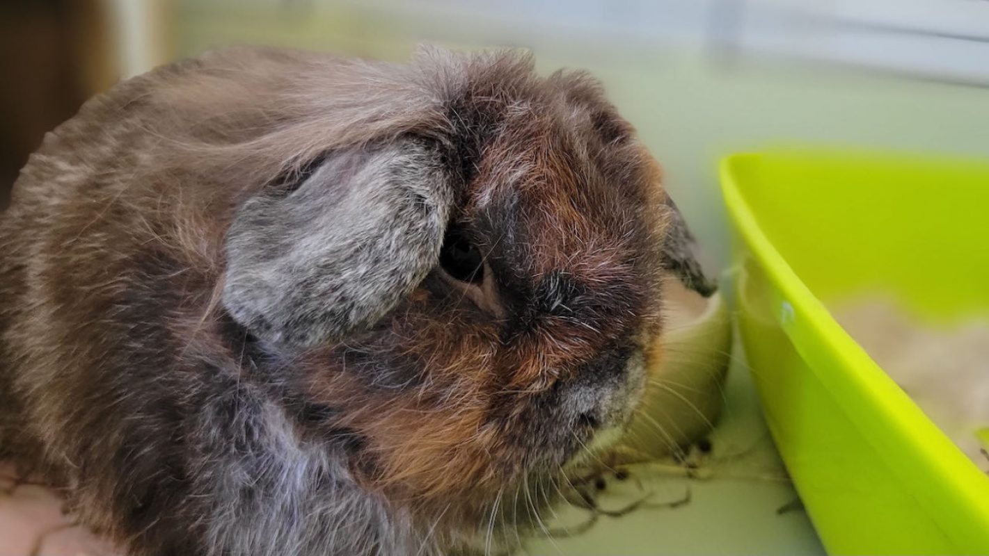 Aldéric - Rongeur Lapin à adopter