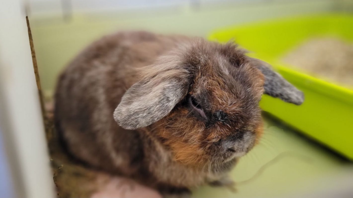 Aldéric - Rongeur Lapin à adopter - photo 2