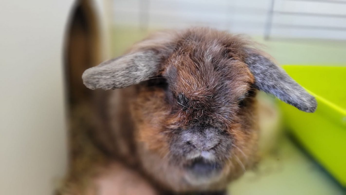 Aldéric - Rongeur Lapin à adopter - photo 3