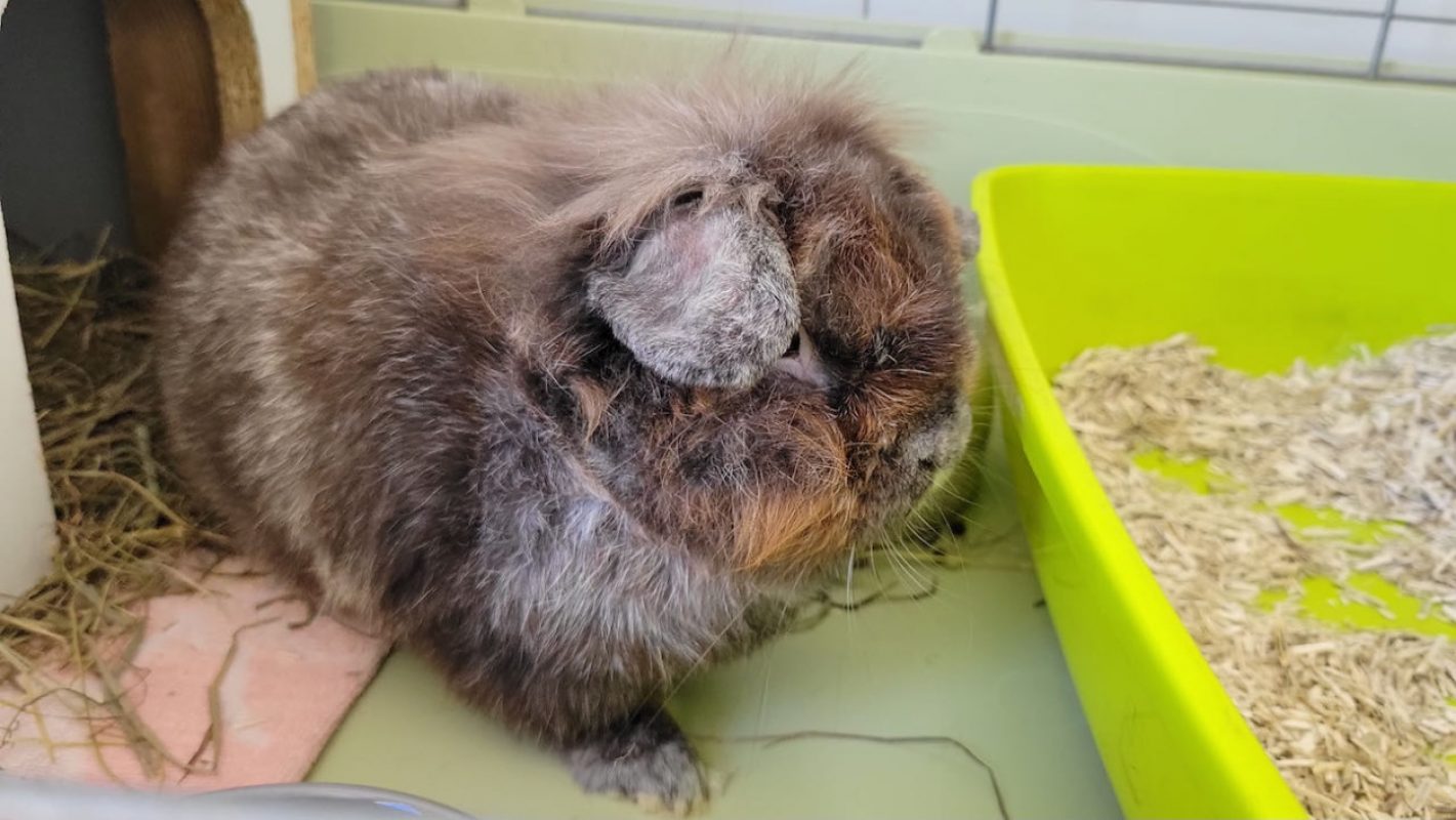 Aldéric - Rongeur Lapin à adopter - photo 4