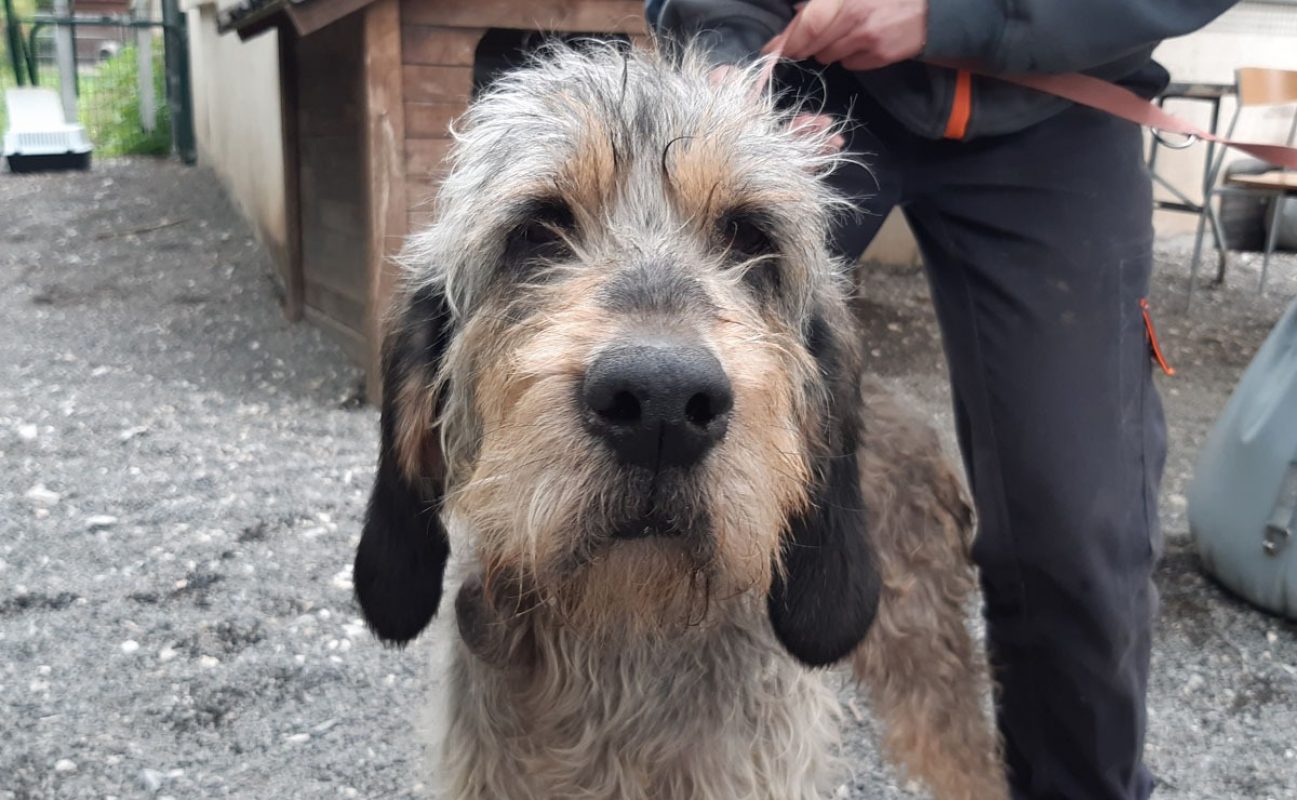 Nala - Chien Briquet Griffon Vendéen à adopter