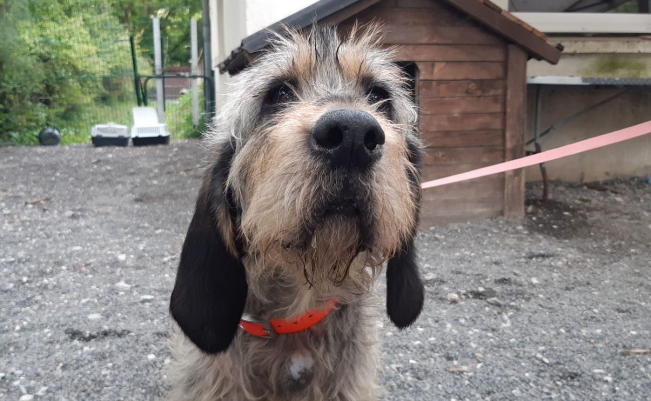 Nala - Chien Briquet Griffon Vendéen à adopter - photo 2