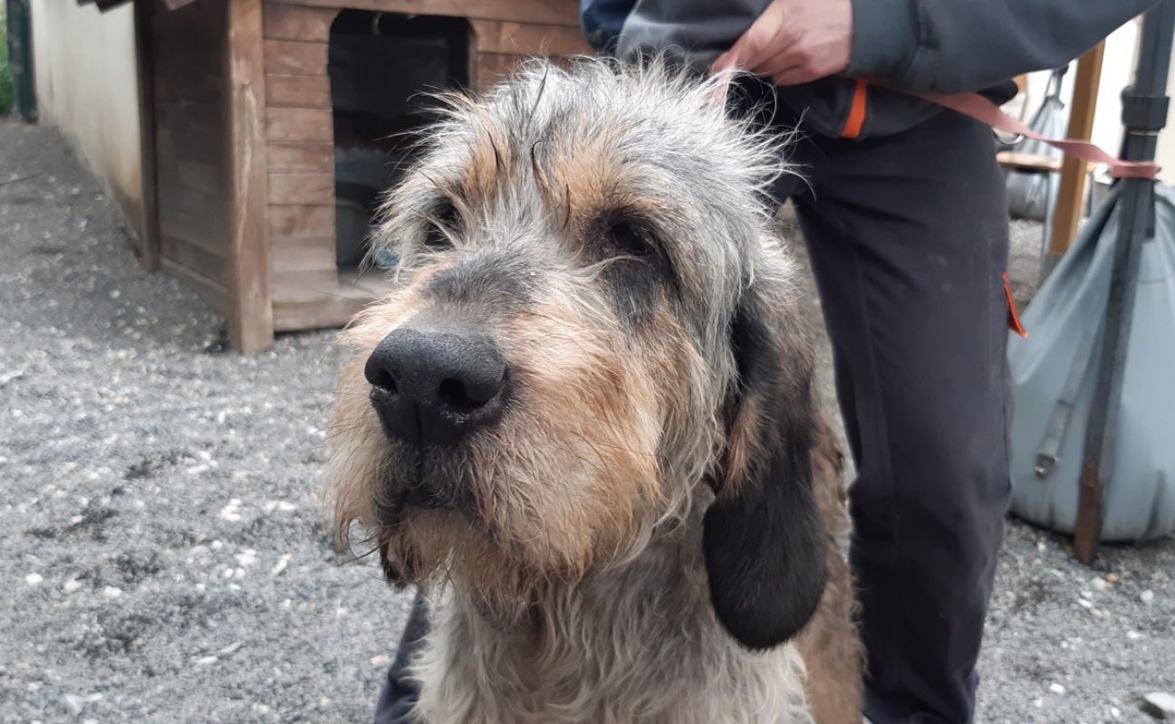 Nala - Chien Briquet Griffon Vendéen à adopter - photo 3