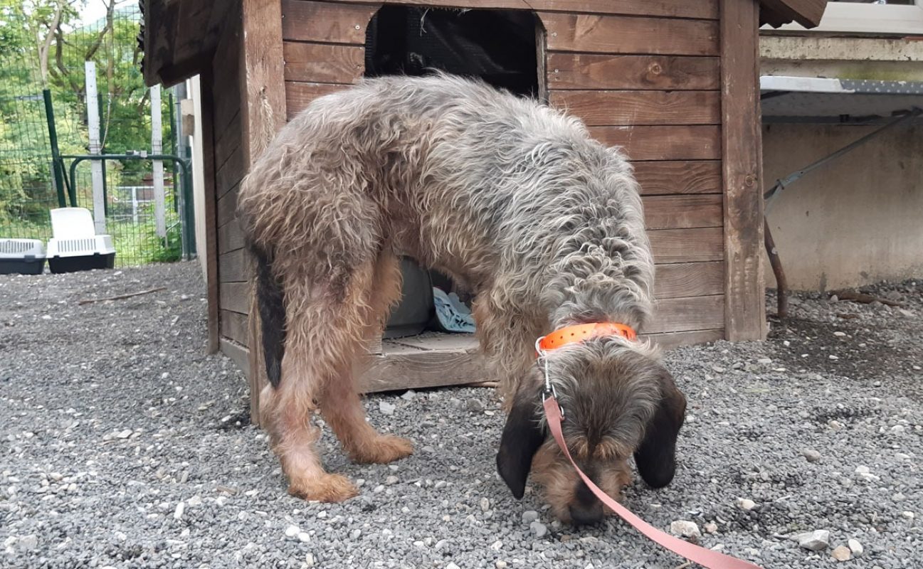 Nala - Chien Briquet Griffon Vendéen à adopter - photo 4