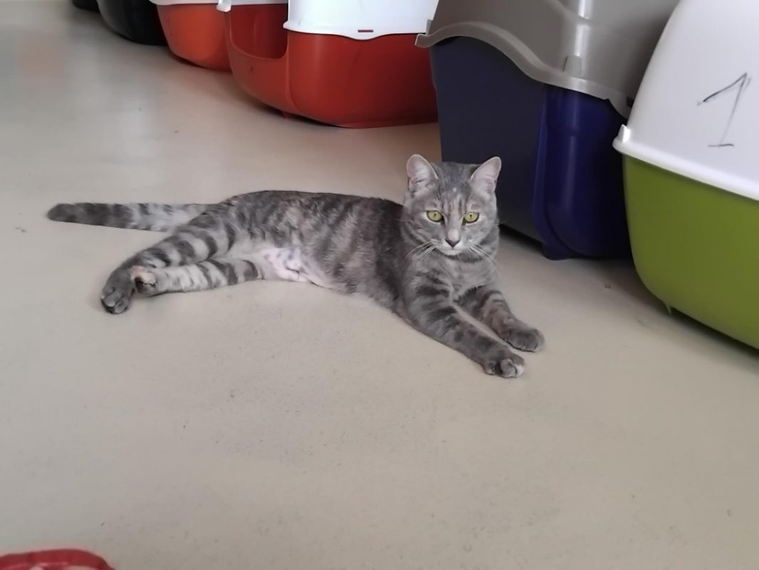 Missandei - Chat Européen à adopter