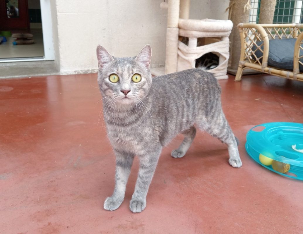 Missandei - Chat Européen à adopter - photo 2