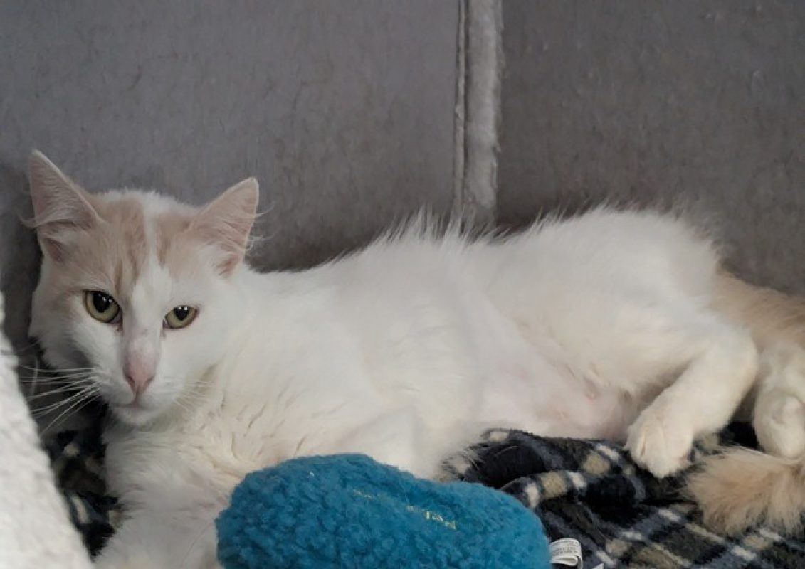 Plumette - Chat Européen à adopter