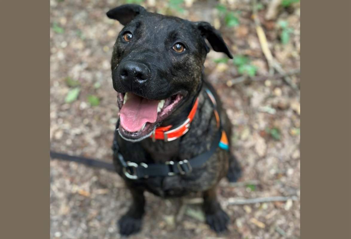 Bahamas - Chien à adopter