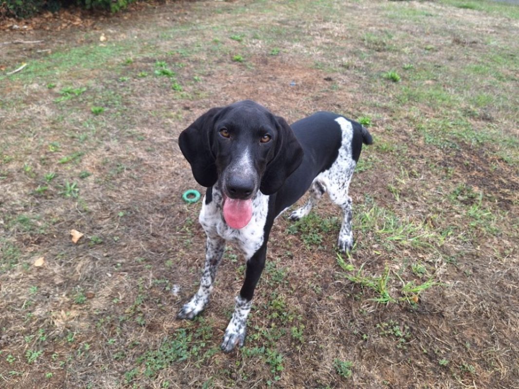 Krusty - Chien Chien Courant à adopter