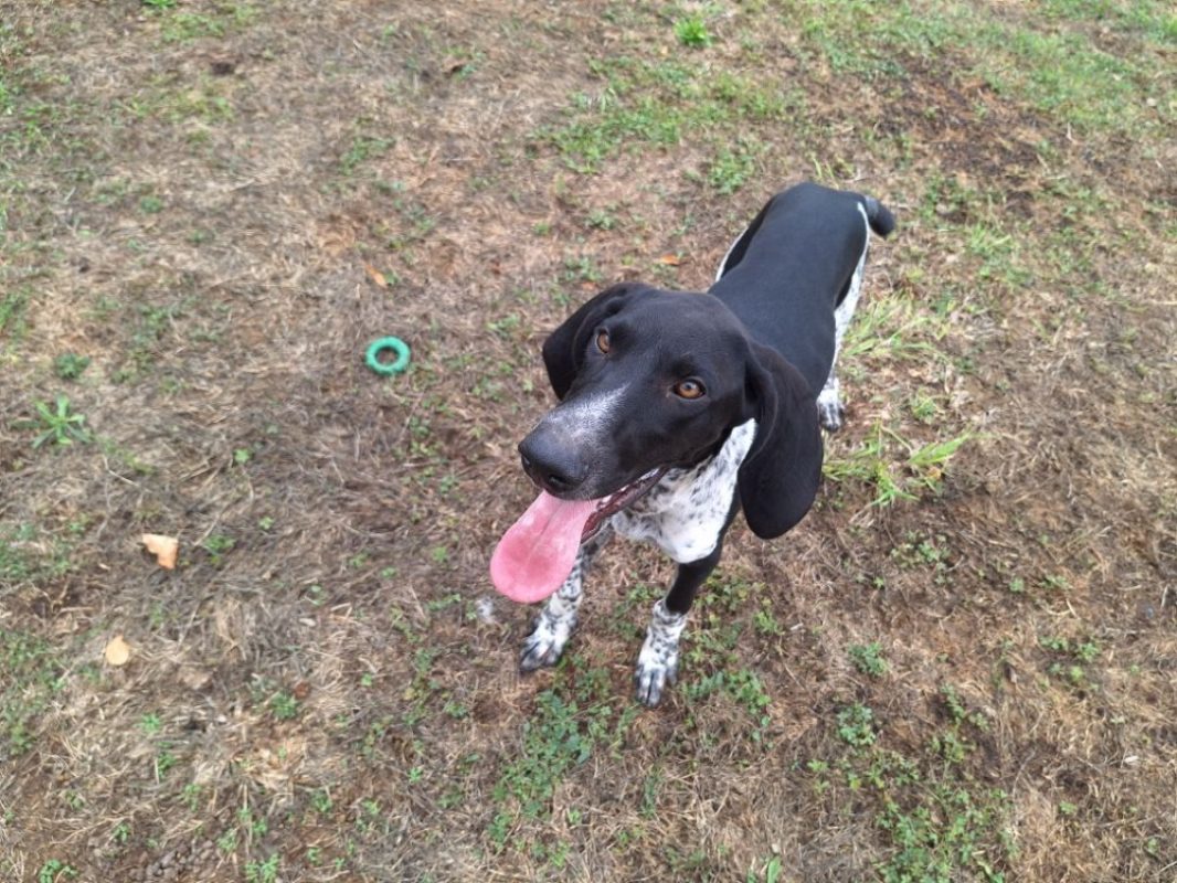 Krusty - Chien Chien Courant à adopter - photo 2