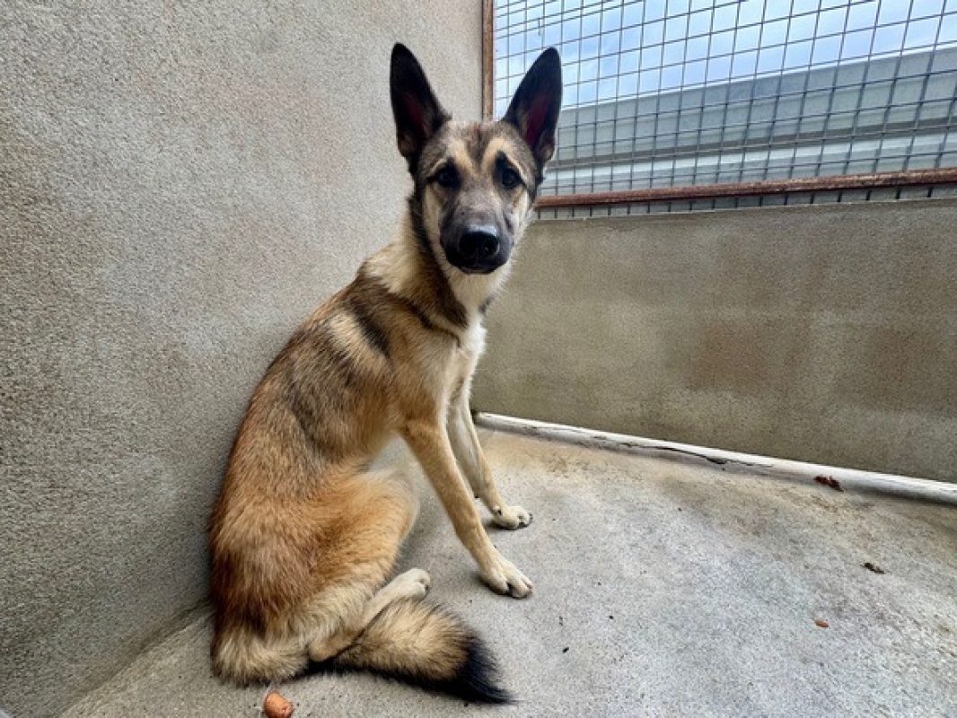 Blaze - Chien à adopter