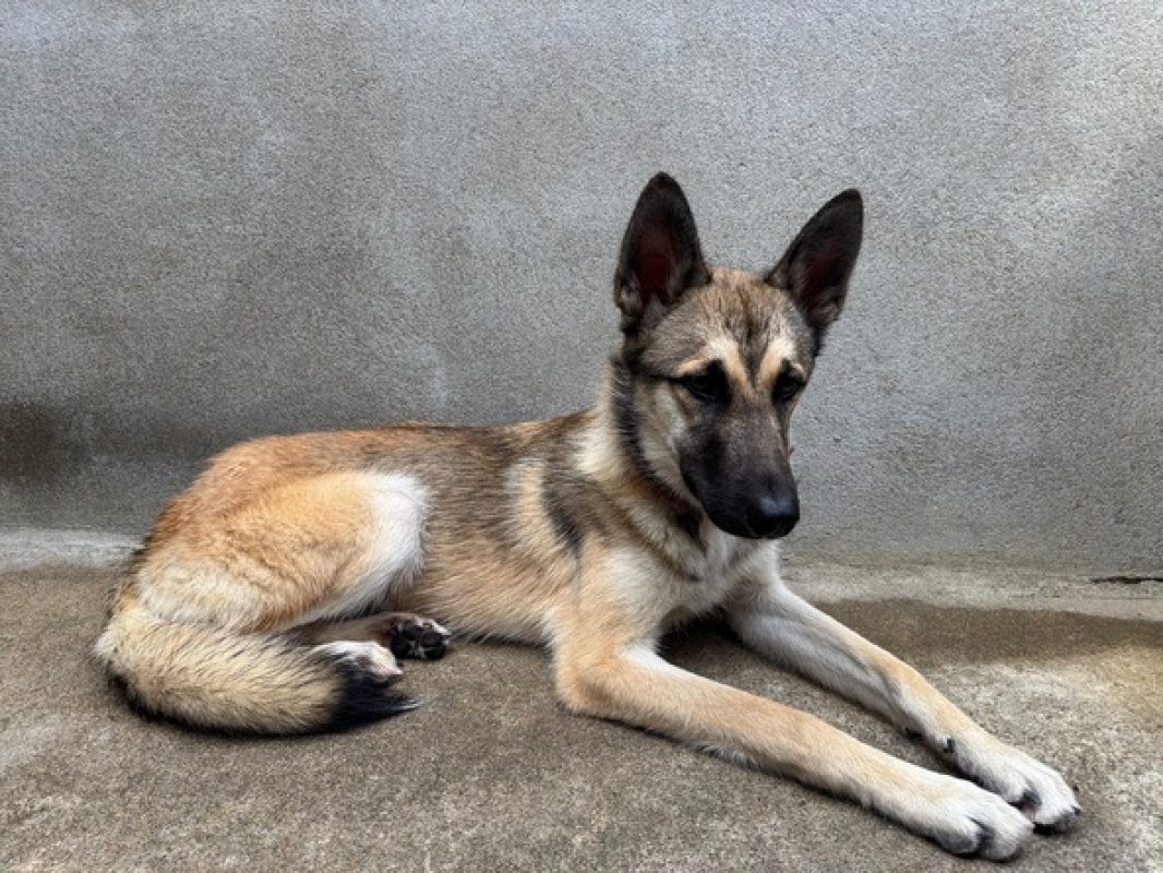 Blaze - Chien à adopter - photo 2