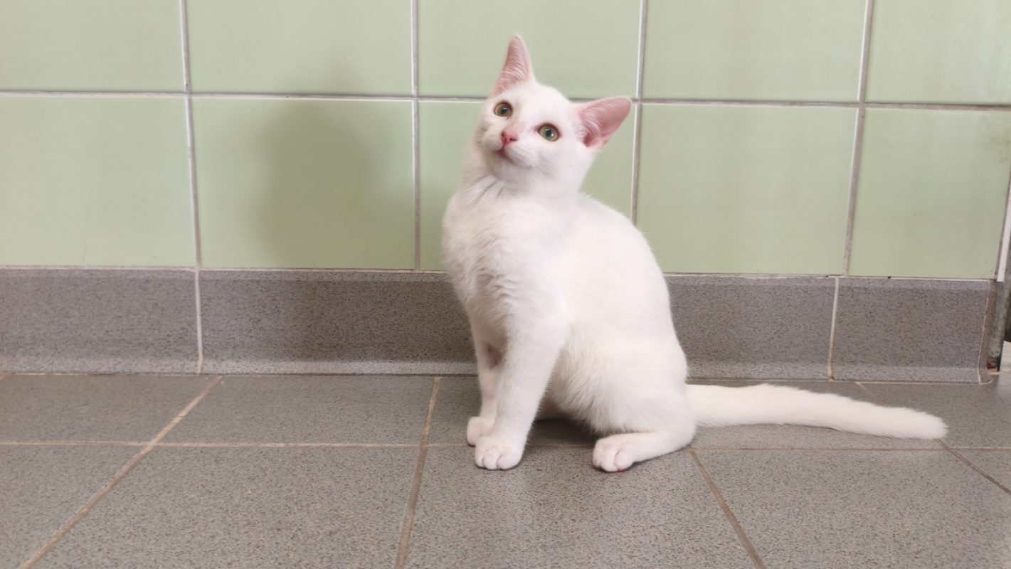 Jamie - Chat Européen à adopter
