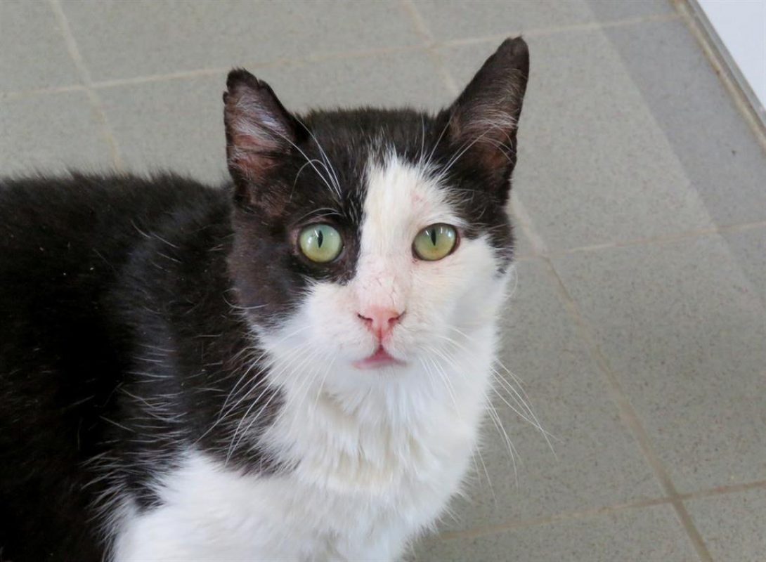Eros - Chat Européen à adopter