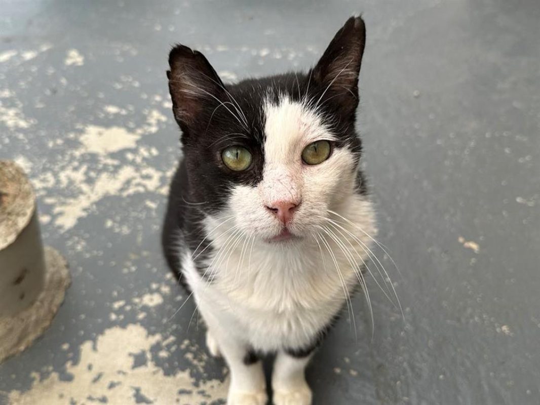 Eros - Chat Européen à adopter - photo 2