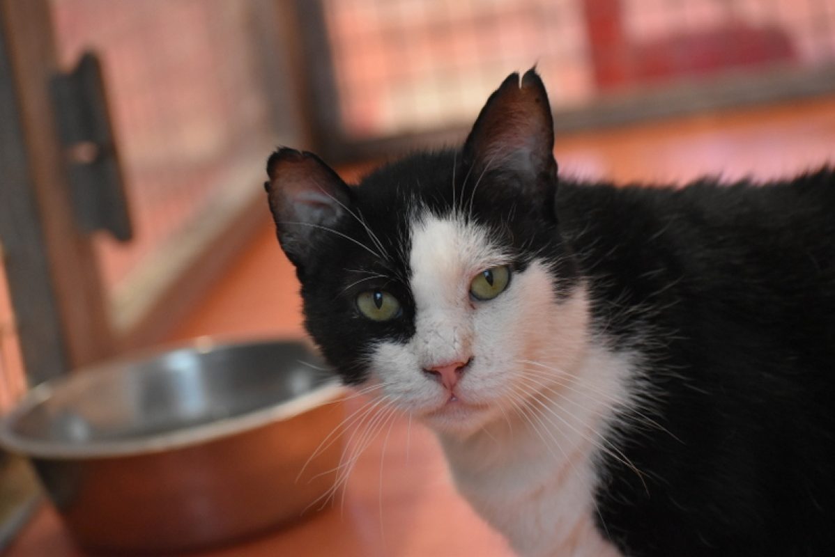 Eros - Chat Européen à adopter - photo 3