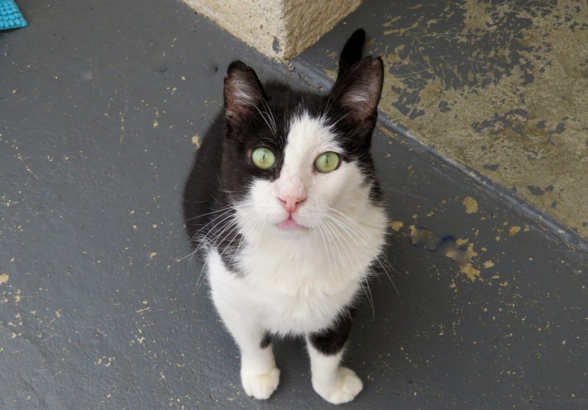 Eros - Chat Européen à adopter - photo 4