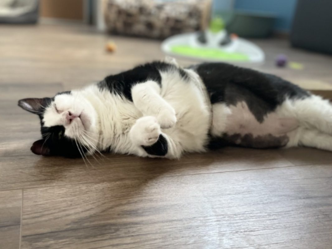 Eros - Chat Européen à adopter - photo 2