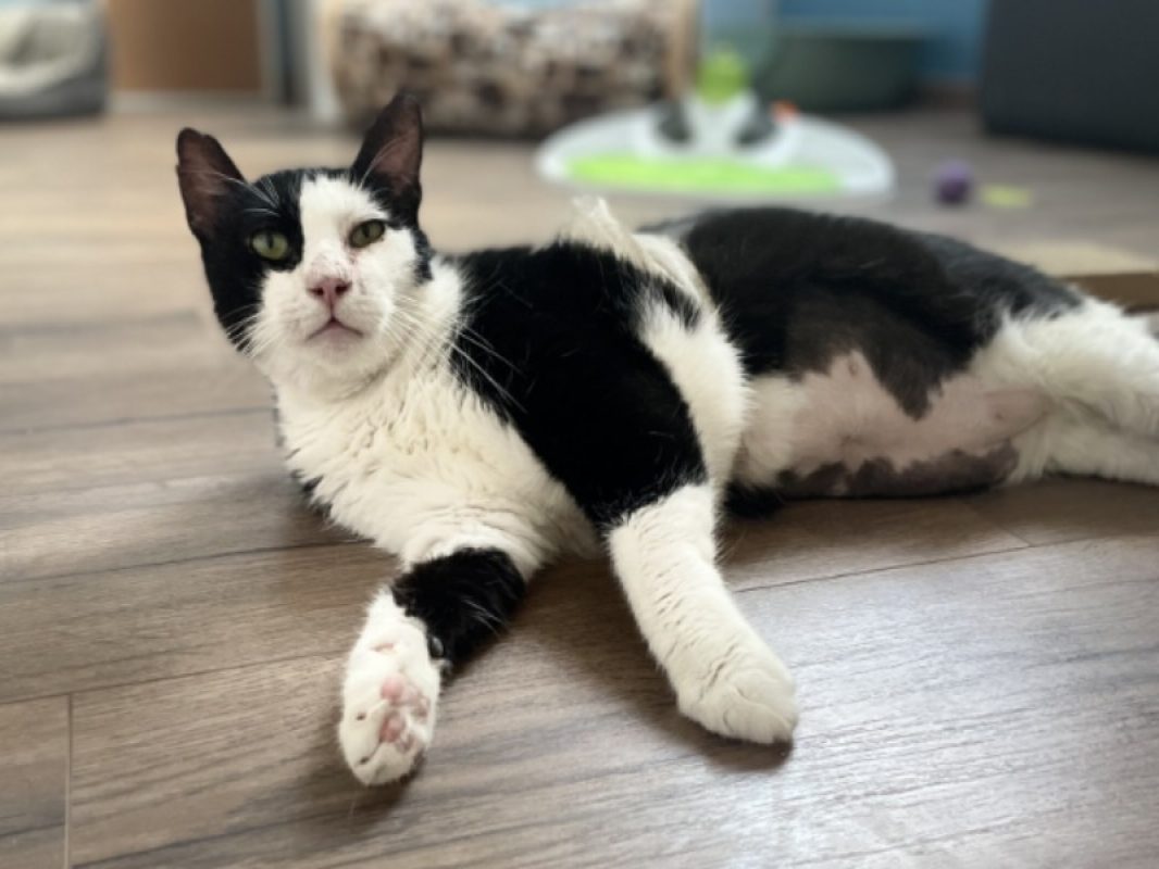Eros - Chat Européen à adopter - photo 3