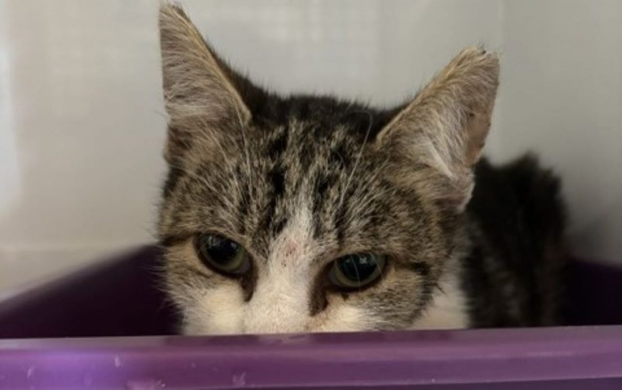 Bastia - Chat Européen à adopter