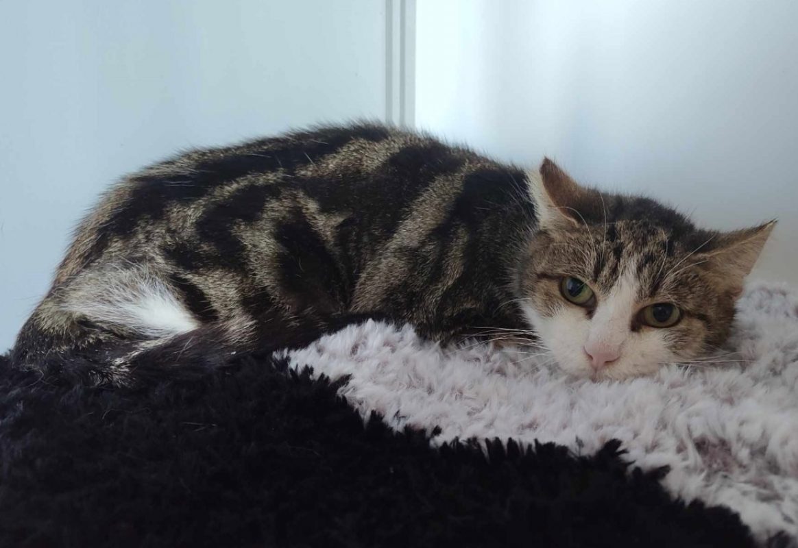 Bastia - Chat Européen à adopter