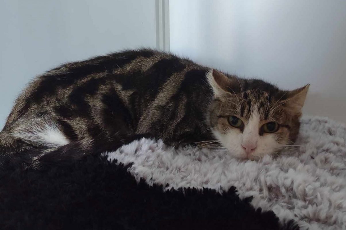 Bastia - Chat Européen à adopter - photo 2