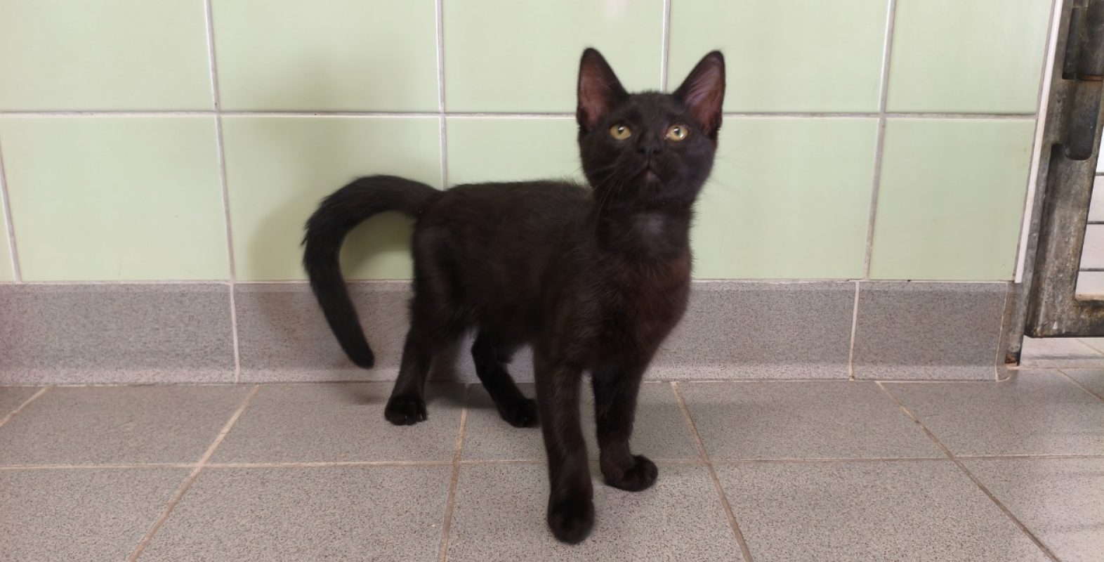 Angus - Chat Européen à adopter