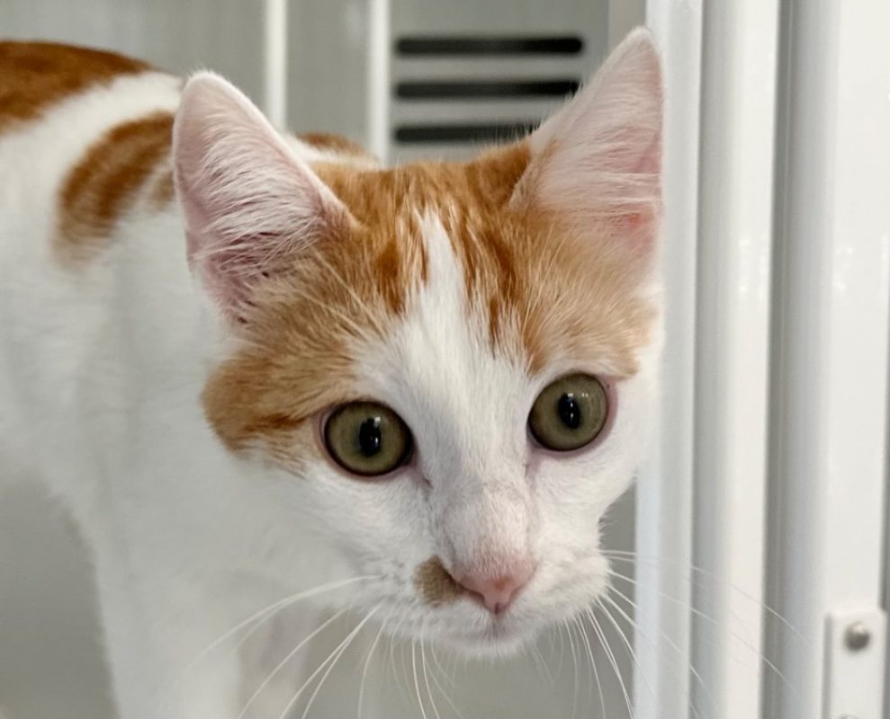 Grinch - Chat Européen à adopter