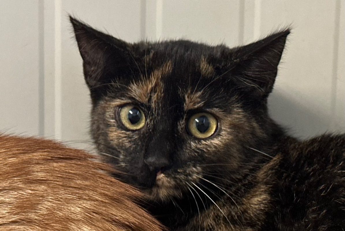 Kale - Chat à adopter