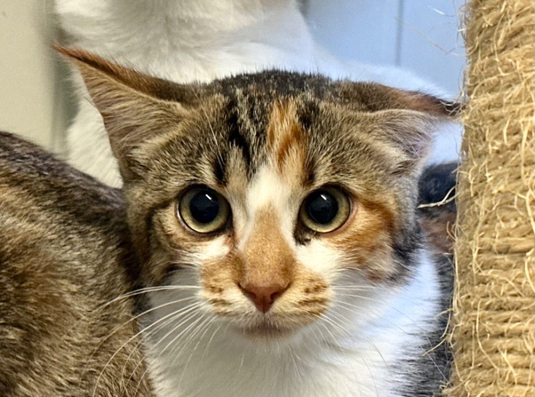 Romanesco - Chat à adopter