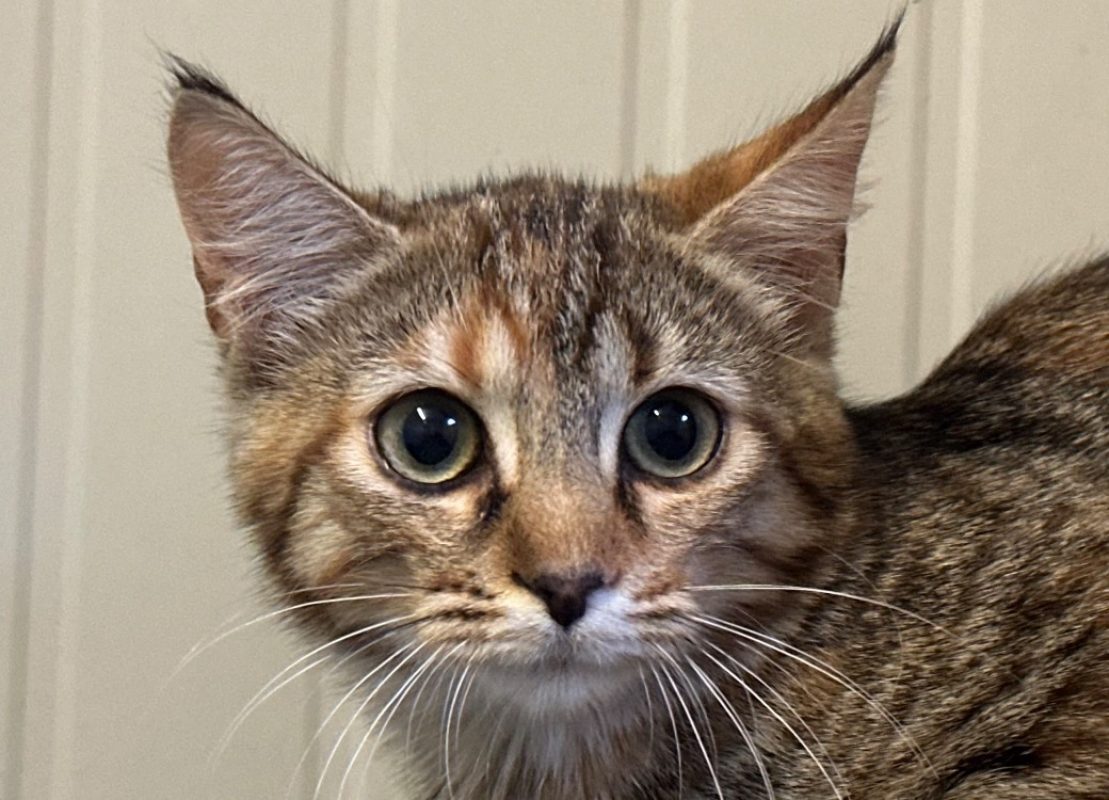 Radichio - Chat Européen à adopter