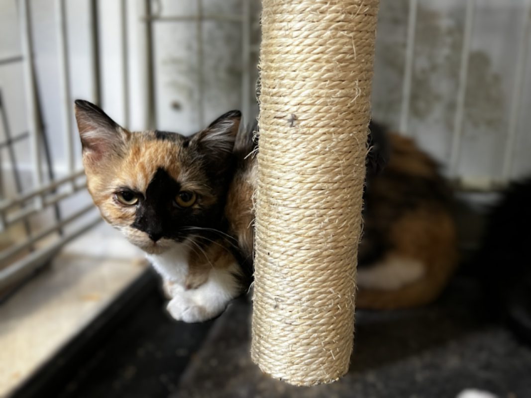 Beluga - Chat Européen à adopter