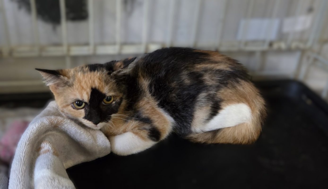 Beluga - Chat Européen à adopter - photo 2