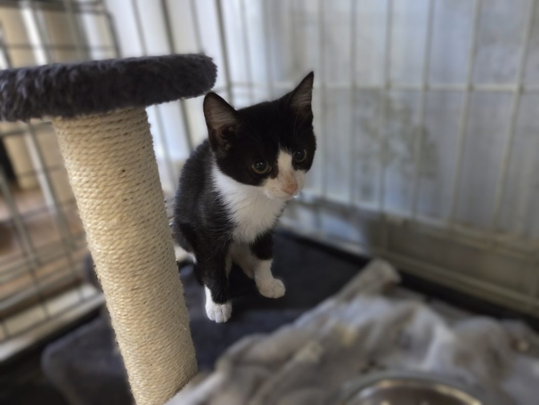 BaÏkal - Chat Européen à adopter - photo 2