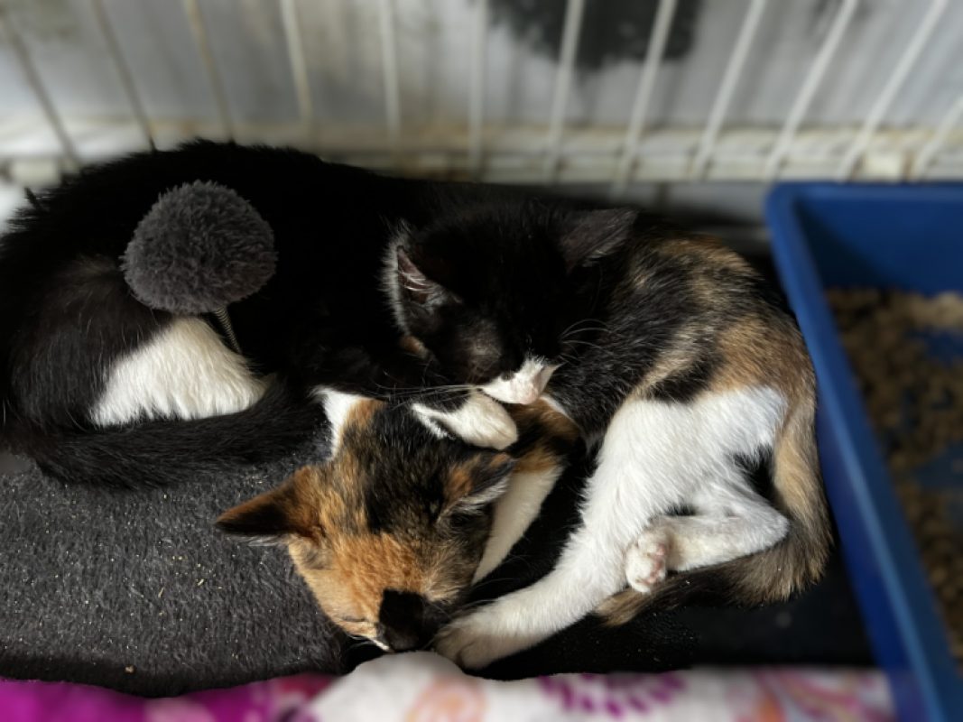 BaÏkal - Chat Européen à adopter - photo 3