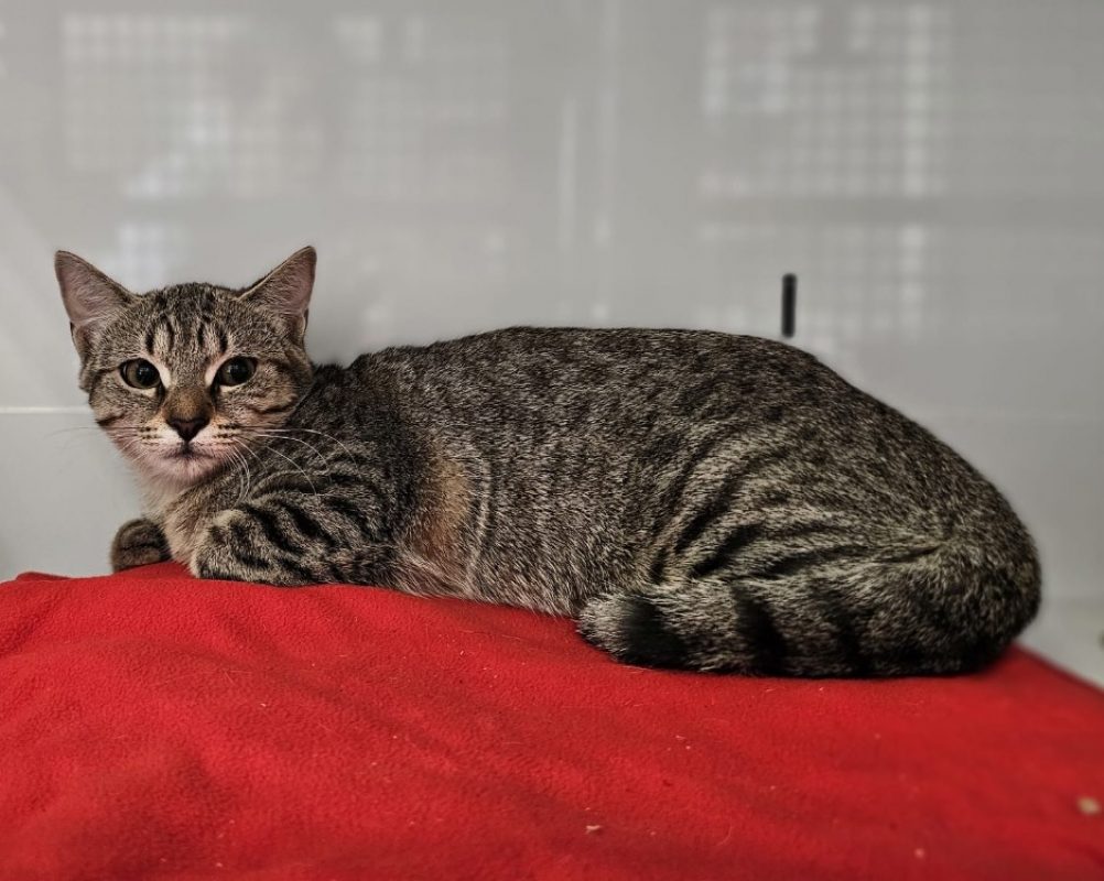 Blondie - Chat Européen à adopter