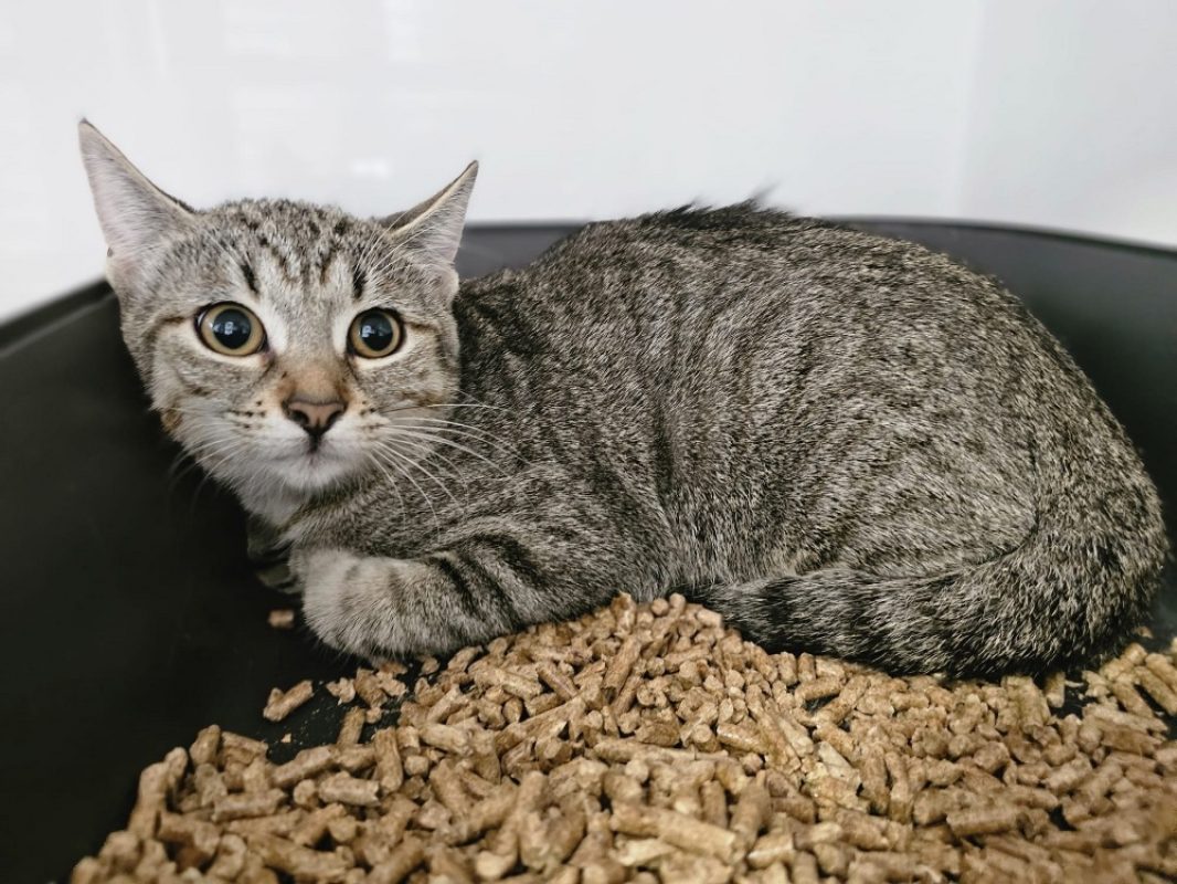 Bella - Chat Européen à adopter