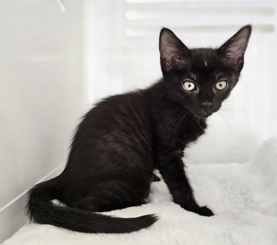 Ruby - Chat Européen à adopter