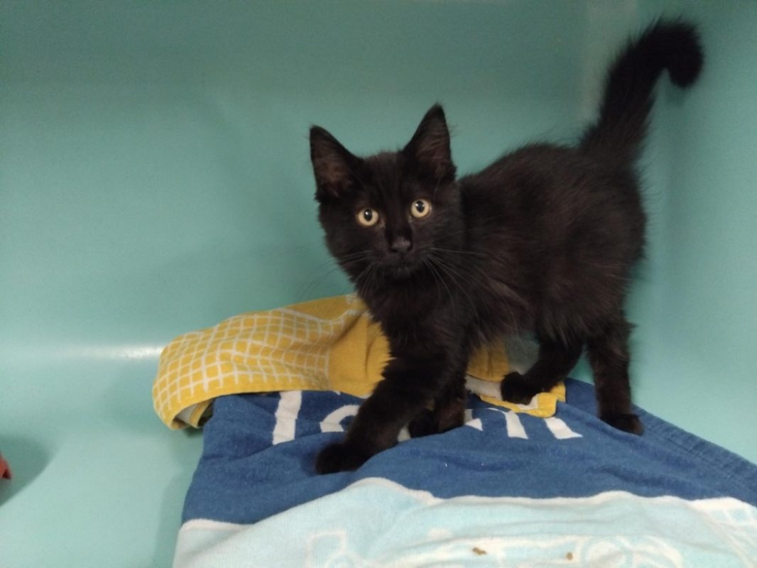 Tywin - Chat Européen à adopter